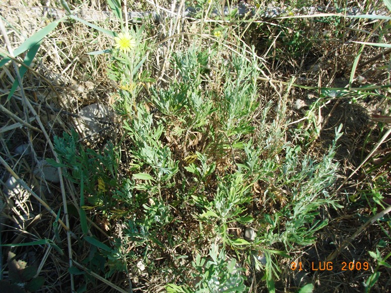 spiaggia di montenero3 - Artemisia sp.